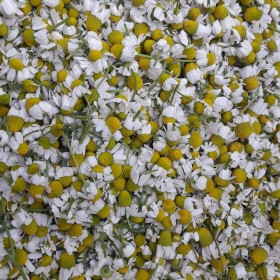 export and import egyptian Chamomile