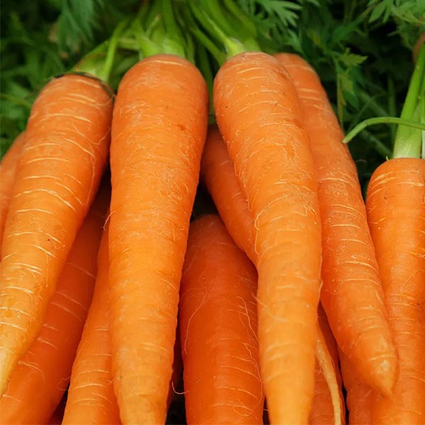 Egyptian Carrots