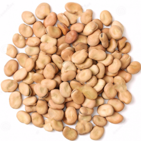 export and import egyptian Whole broad beans