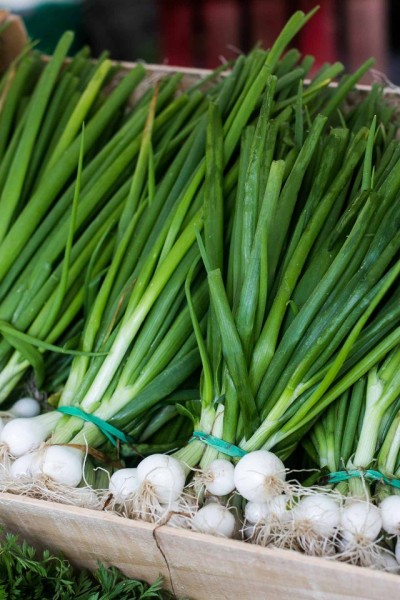 Egyptian Spring Onion