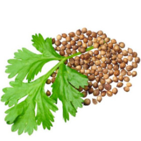 export and import egyptian Coriander