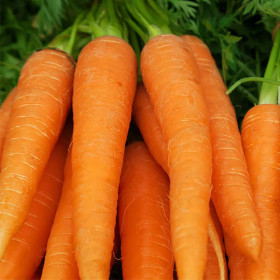 export and import egyptian Carrots