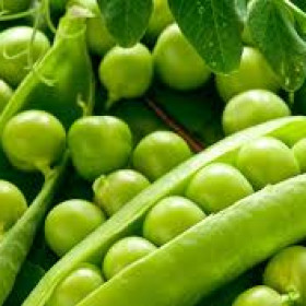 export and import egyptian Green peas