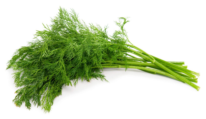 Egyptian Dill